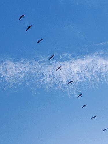 a flock of birds flying in the sky at Müritzblick am Wünnow in Röbel