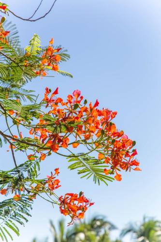 a bunch of orange flowers on a tree branch at Mandarin Oriental, Sanya in Sanya