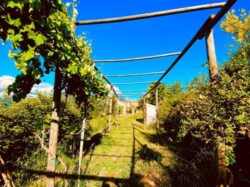 a vineyard with a fence and a blue sky at agriturismo borgo del ginepro in Castiglione Messer Raimondo