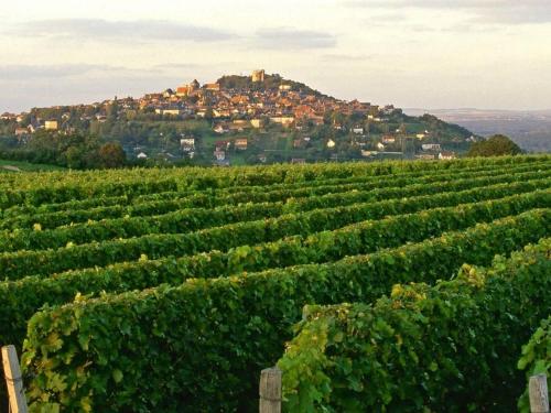 a vineyard with a town on top of a hill at Le logis des Remparts, au coeur de Sancerre in Sancerre
