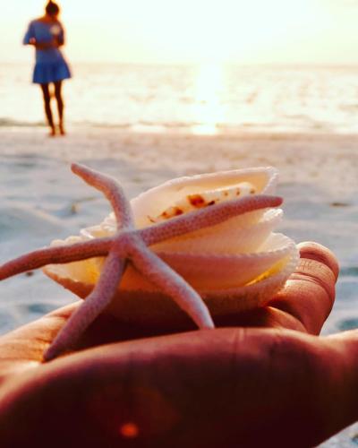 a hand holding a pink starfish on the beach at Veli Beach Inn in Mathiveri