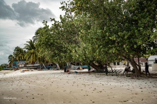 a group of trees on a sandy beach at Veli Beach Inn in Mathiveri