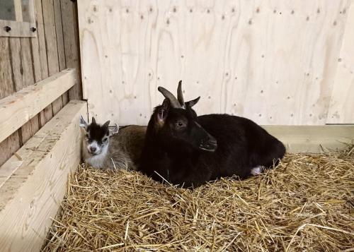 two goats laying on hay in a barn at Villa Vilan - Countryside Lodging in Skillingaryd