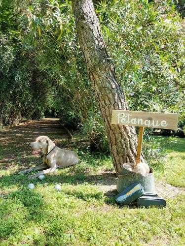 a dog laying in the grass next to a tree at Le Mas d'Hermès in Plan-dʼOrgon