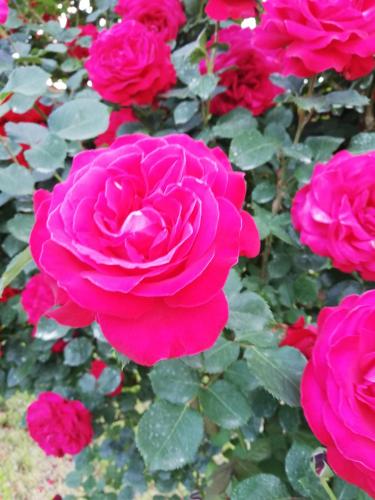 a group of pink roses in a garden at La Giribaldina Winery & Farmhouse in Calamandrana