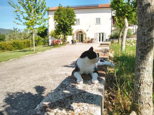 a black and white cat sitting on the side of a road at Le Piracante in Caiazzo