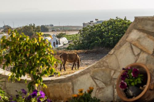 a cow grazing on the grass in a yard at Stavros Villas in Karterados