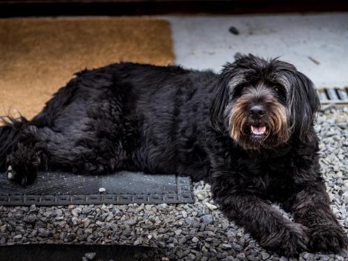 a black dog laying on the ground next to a grate at B&B La Grange in Durbuy