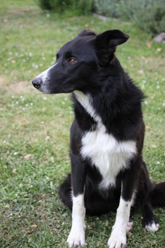 a black and white dog sitting in the grass at Chambre d'hôtes Suite 53m2 ou Caravane vintage avec cuisine et salle de bains privées, B&B 53m2 Suite or Vintage caravan with private kitchen and bathroom in Pleumeur-Gautier