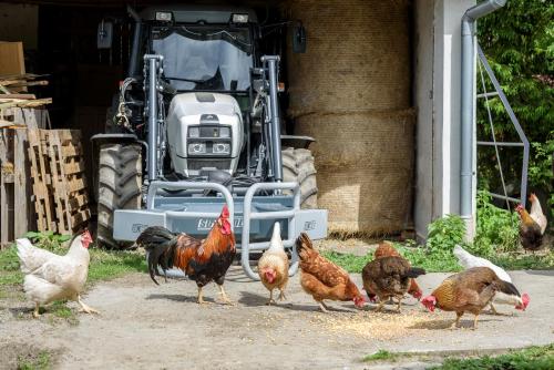 a group of chickens standing in front of a tractor at Agroturistika - "Domeček u oveček" in Horní Těrlicko