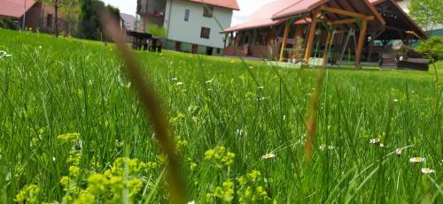 a field of tall green grass with a building in the background at Pod Modrzewiami in Milówka