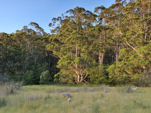 a group of sheep grazing in a field with trees at Little River Farm Cottages in Denmark