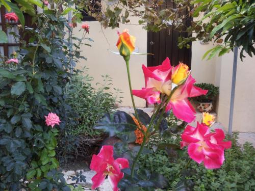a group of flowers in a garden at Vasilion Agrotourism in Polis Chrysochous