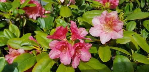 a group of pink flowers with green leaves at Villa Hoffnung in Bad Elster