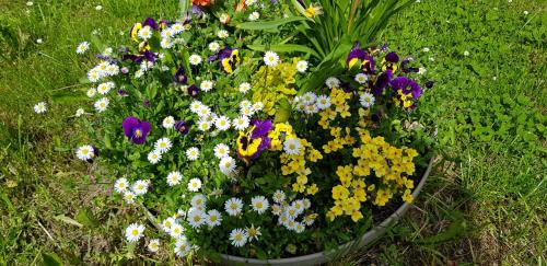 a pot of colorful flowers in the grass at Villa Hoffnung in Bad Elster