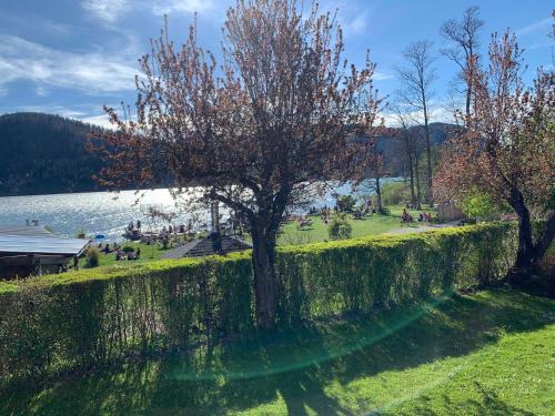 eine Mauer mit einem Baum in einem Park neben einem See in der Unterkunft Gästehaus Forelle am See in Schliersee