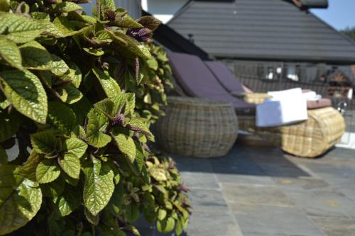 a bunch of green leaves on a wall with baskets at Willa Sepia SPA in Wisła