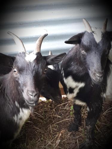 Tiere im Ferienhaus oder in der Nähe
