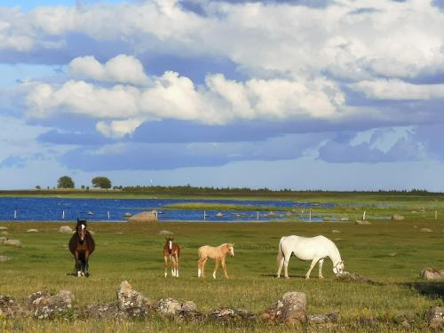 KõrkvereにあるTika Farmstayの野馬群