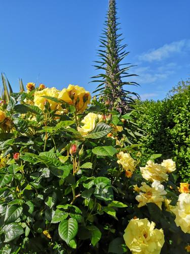 a bush of flowers with a pine tree in the background at Chambre dans Maison fleurie et calme in Ploemeur