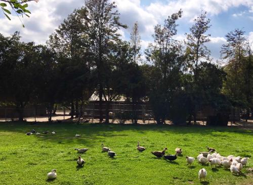 Foto dalla galleria di The Pony Experience; Glamping with Private Petting Zoo a Temecula