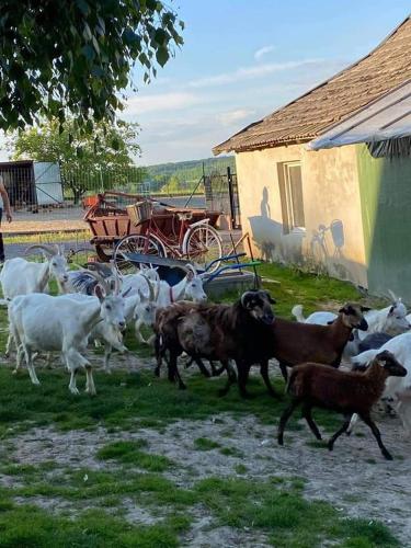 a herd of goats running around in a yard at Gosp. Agroturystyczne Stary Gaj in Żerkowice