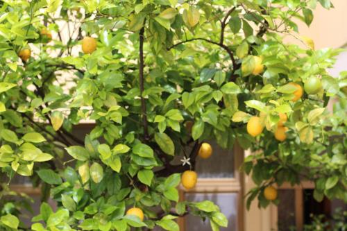 an orange tree with lots of oranges on it at Fiori e Limoni in Quartucciu
