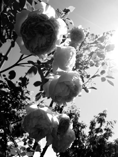 a bunch of white roses on a tree at Podere Pievina Delle Corti - Dimora di Campagna in Sinalunga