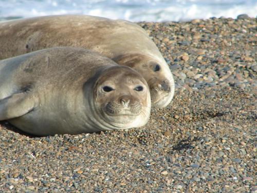 a couple of seals laying on the beach at Cheltum Hotel in Trelew