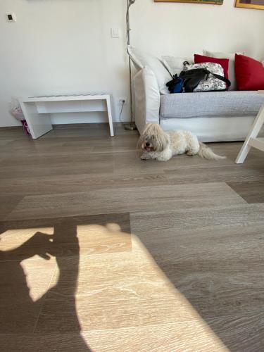 a dog laying on the floor next to a couch at Pearl of Adriatic in Dubrovnik
