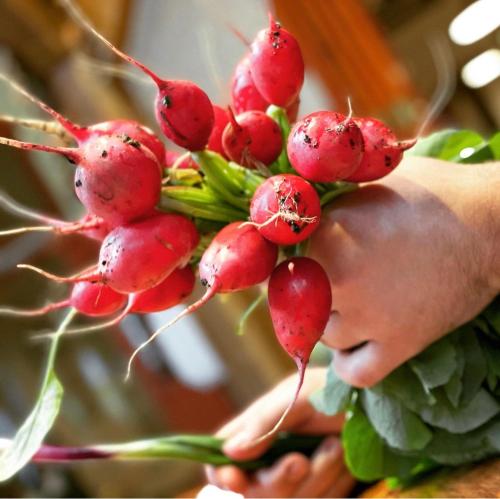 a person holding a bunch of red berries on a plant at István Parkhotel és Gasztrofarm in Sormás