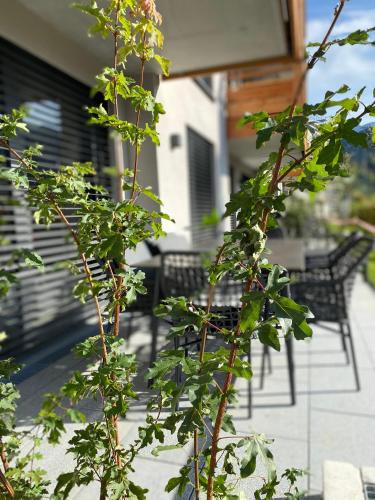 a couple of trees on a patio with chairs at moun10 urlaubswohnen in Garmisch-Partenkirchen