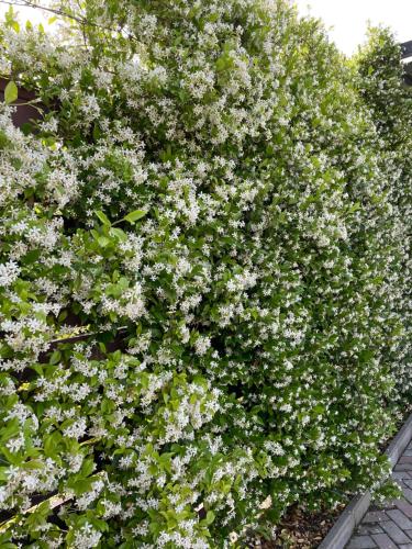 a hedge with white flowers in a garden at Hotel Mandarin in Pizunda