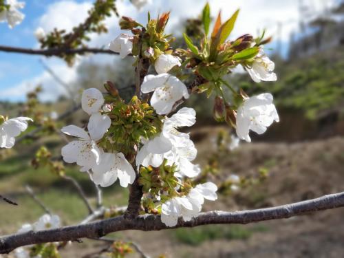 Imagen de la galería de El Huésped del Sevillano AR, en Lagartera
