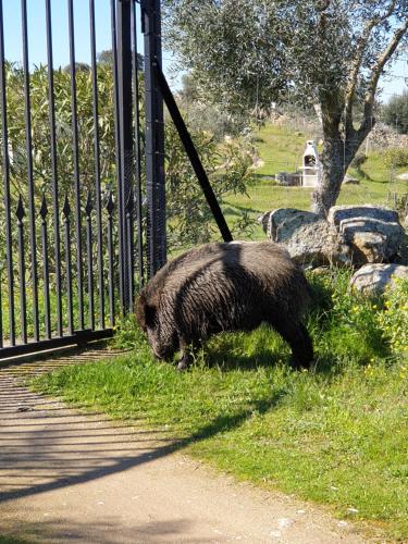 Animales en la posada u hostería o alrededores
