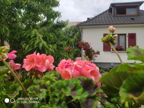 a group of pink flowers in front of a house at Colmar , Séjour calme chez l'habitant in Colmar