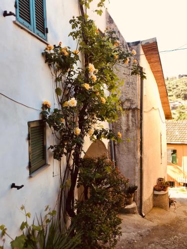 a tree in front of a building with flowers at Piccola Navetta in Diano San Pietro