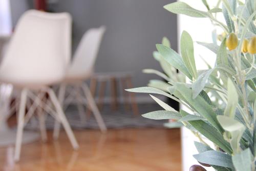 a chair and a plant in a room at Apartments Marković in Kotor