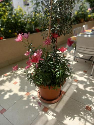 a plant in a pot sitting on a patio at Apartments Gazi in Ulcinj