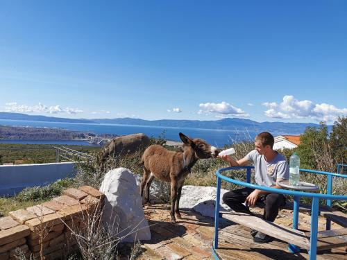 a man feeding a baby goat from a bottle at Villa Suzi Donkey farm with seaview in Šmrika