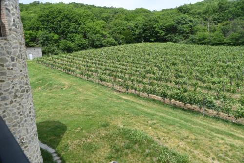 a large vineyard with a field of vines at Babaneuris Marani in Babaneuri