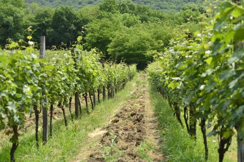 a row of grape vines in a field at Babaneuris Marani in Babaneuri