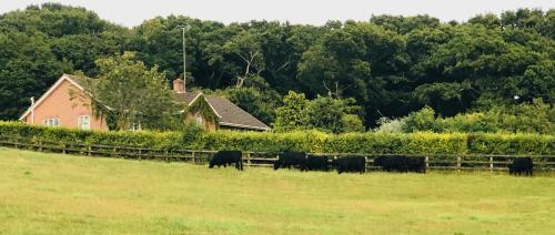 a herd of cows grazing in a field near a house at Yellowham Farm, Dorchester in Yellowham Wood