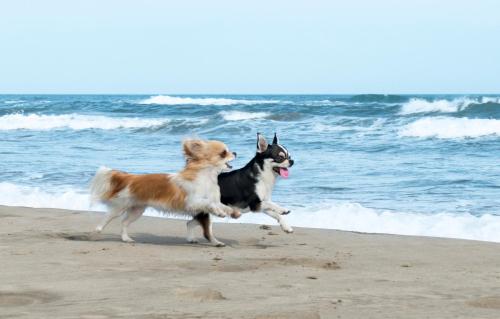 two dogs playing on the beach near the ocean at Egmond aan Zee Vakantiehuisje in Egmond aan Zee