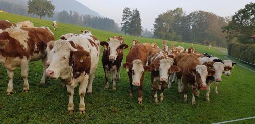 a herd of cows standing in a field at Ferienwohnung im Gartenparadies in Eurasburg