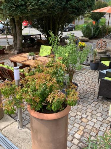 a large pot of plants on a patio at Hotel-Pension Teutonia in Braunlage
