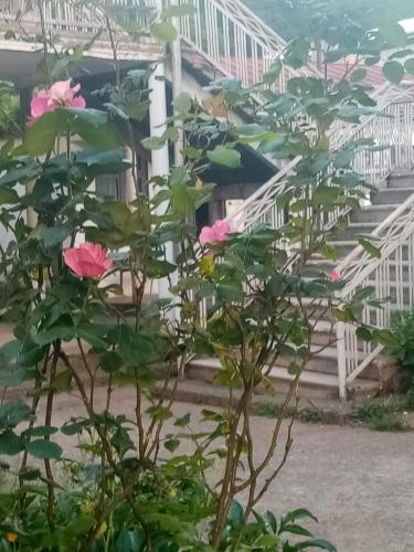 Guest House Knarikにある庭