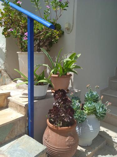 a group of potted plants sitting on the steps at To limanaki in Finikounta