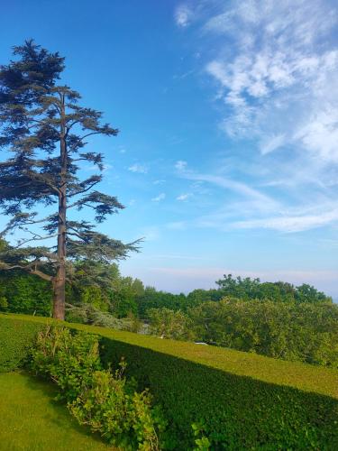 un arbre au milieu d'un champ vert dans l'établissement Résidence Brise du Large - Grand appartement 6 personnes magnifique vue mer, à Villers-sur-Mer