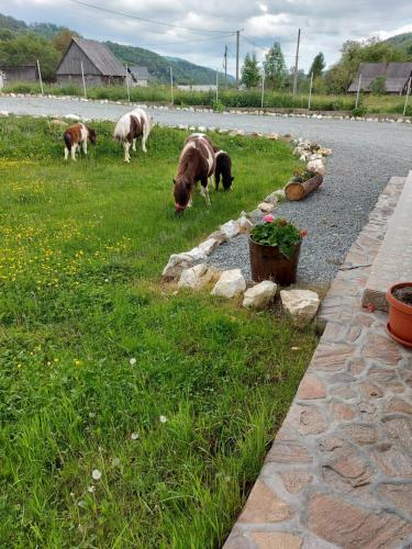 Afbeelding uit fotogalerij van Pensiunea Muntele Gaina in Tîrsa